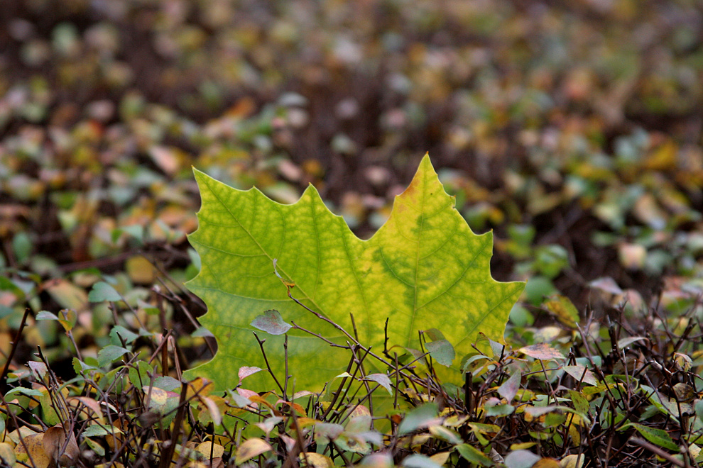 Foto von Mittwoch, 12.11.2008