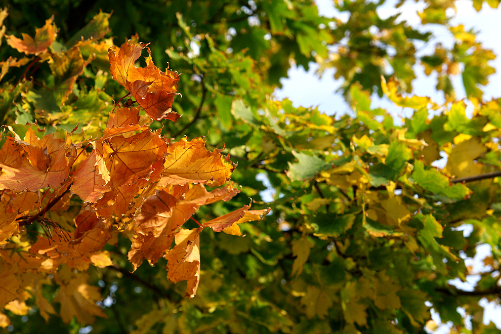 Foto von Sonntag, 11.10.2009