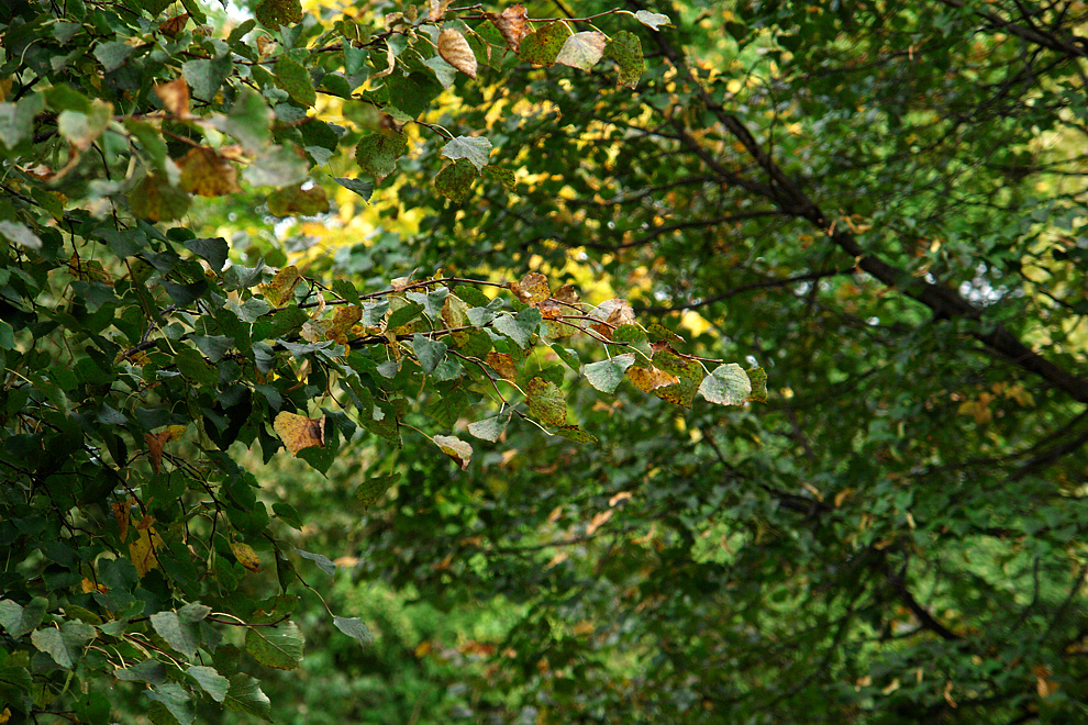 Foto von Samstag, 17.10.2009