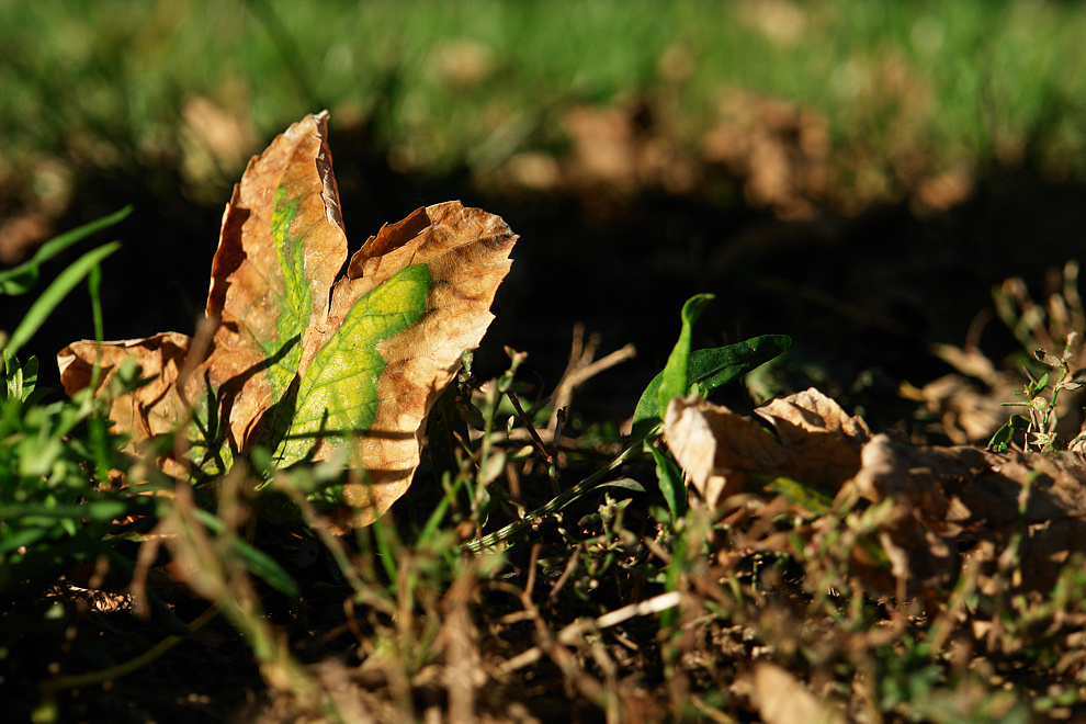 Foto von Sonntag, 25.10.2009