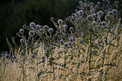 Foto von Mittwoch, 14.07.2010