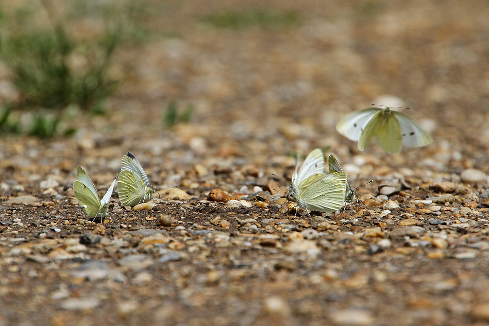 Foto von Mittwoch, 08.06.2011