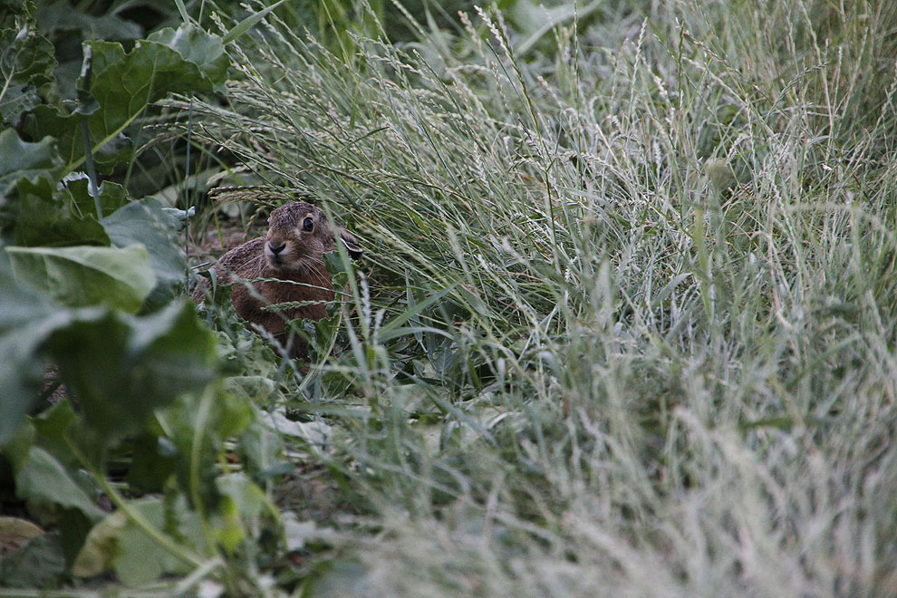 Foto von Sonntag, 17.07.2011