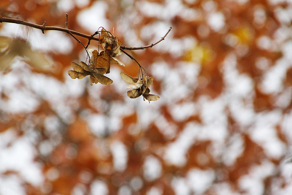 Foto von Donnerstag, 10.11.2011