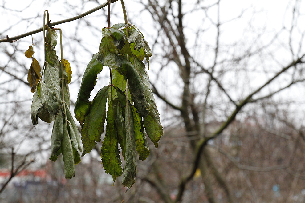 Foto von Mittwoch, 19.12.2012