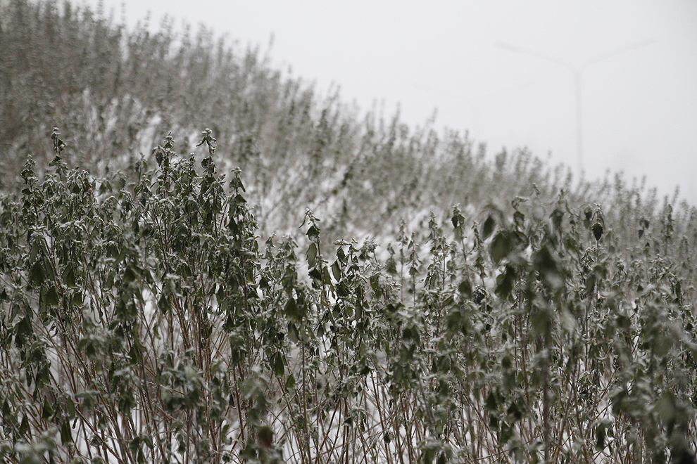 Foto von Sonntag, 20.01.2013